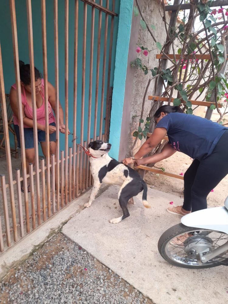 Campanha de Vacinação Antirrábica para cães e gatos.