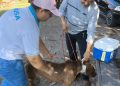 Vacinação antirrábica percorre zona rural de Cacaulândia e reforça proteção de cães, gatos e da população