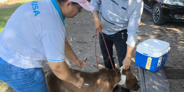Vacinação antirrábica percorre zona rural de Cacaulândia e reforça proteção de cães, gatos e da população