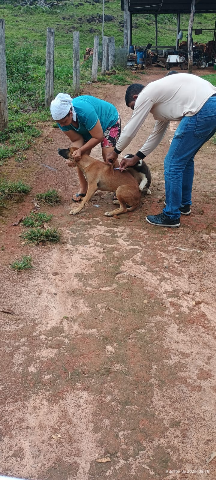 Vacinação antirrábica percorre zona rural de Cacaulândia e reforça proteção de cães, gatos e da população