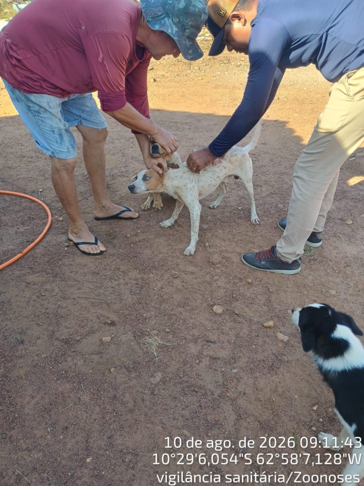 Vacinação antirrábica percorre zona rural de Cacaulândia e reforça proteção de cães, gatos e da população