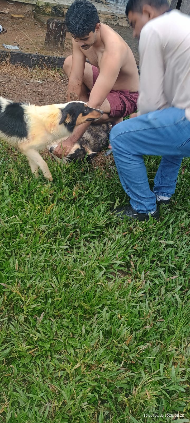 Vacinação antirrábica percorre zona rural de Cacaulândia e reforça proteção de cães, gatos e da população
